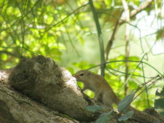 Heliosciurus gambianus