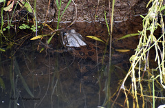 Lithobates montezumae