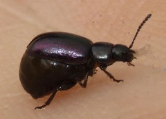 Gastrophysa cyanea