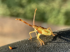 Gonocerus