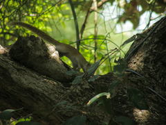 Heliosciurus gambianus