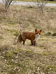 Vulpes vulpes vulpes