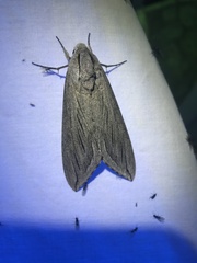 Sphinx chersis