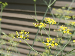 Halictidae