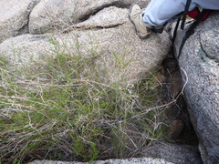 Galium angustifolium