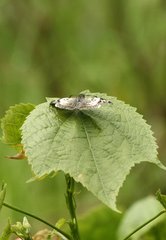 Lepidoptera