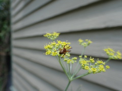 Araneae