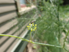 Halictidae