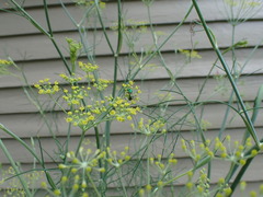 Augochlorini