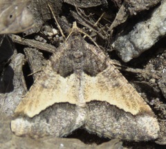 Frederickia hypaethrata