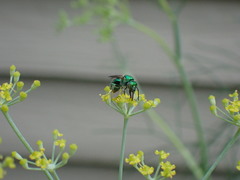 Augochlorini