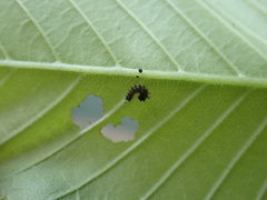 Polygonia interrogationis