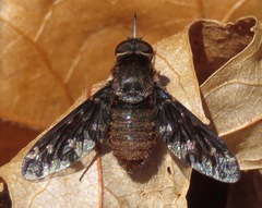 Stonyx clelia