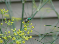 Augochlorini