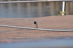 Motacilla maderaspatensis