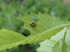 Polygonia interrogationis