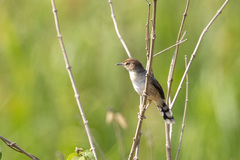Cisticola carruthersi