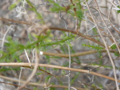 Galium angustifolium