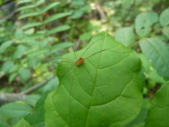 Leiobunum politum