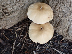 Fungi
