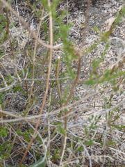 Galium angustifolium