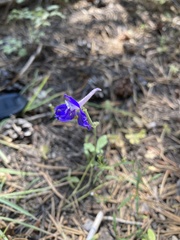 Delphinium polycladon