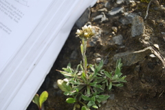 Antennaria friesiana
