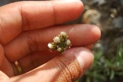 Antennaria friesiana