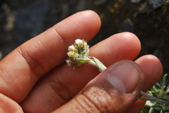 Antennaria friesiana