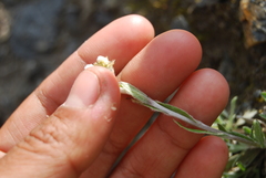 Antennaria friesiana