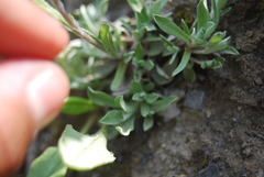 Antennaria friesiana