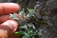 Antennaria friesiana