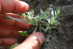 Antennaria friesiana
