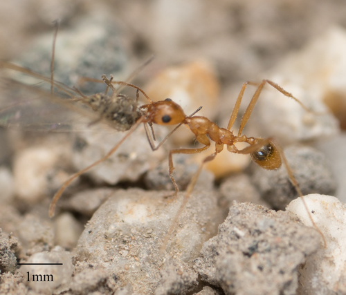 Vista Big-headed Ant photo 2
