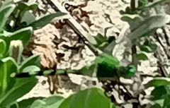 Erythemis simplicicollis