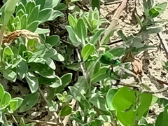 Erythemis simplicicollis