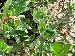 Erythemis simplicicollis