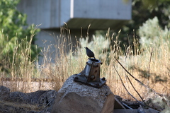 Callipepla californica