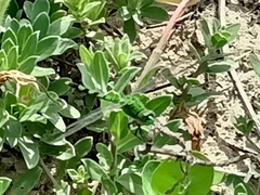 Erythemis simplicicollis