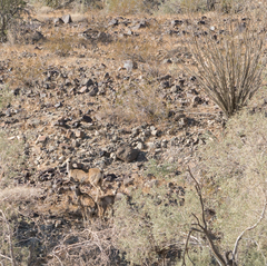 Odocoileus hemionus eremicus