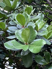 Palaquium