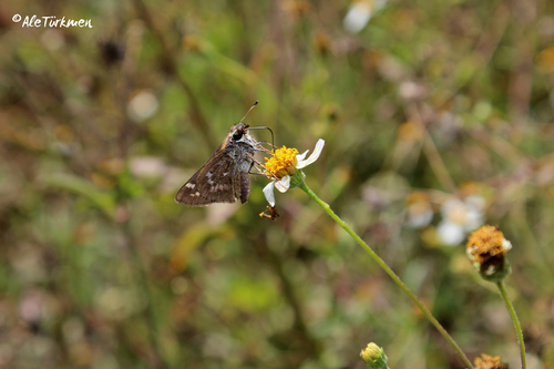 Huron Skipper, photo 2 of 7