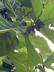 Palaquium