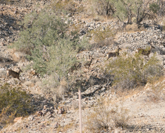 Odocoileus hemionus eremicus