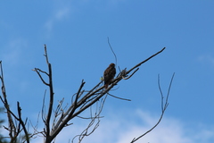 Buteo jamaicensis