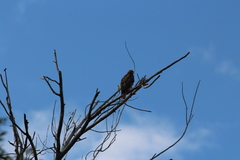 Buteo jamaicensis
