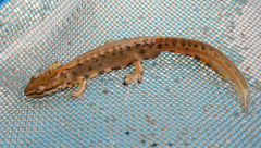 Lissotriton schmidtleri
