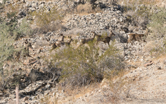 Odocoileus hemionus eremicus
