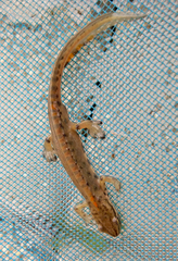 Lissotriton schmidtleri