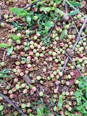 Cratoxylum cochinchinense